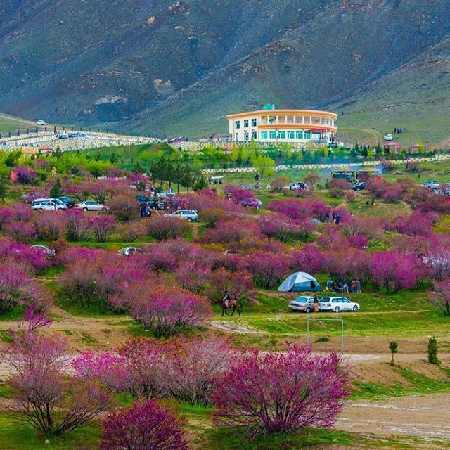 beautiful img of trees